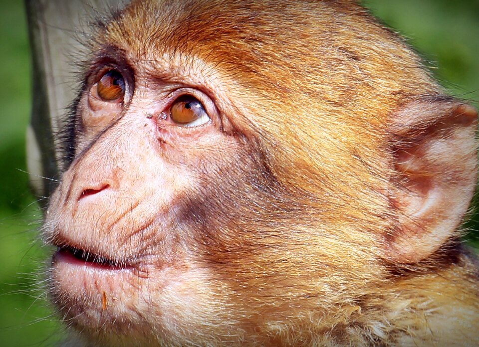 Young animal animal portrait