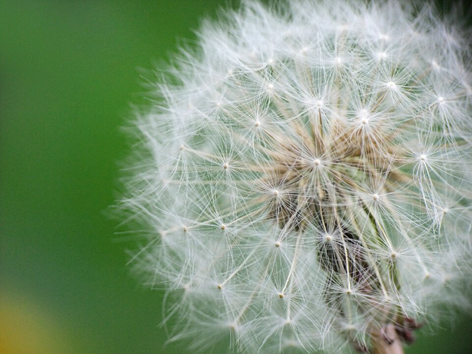 Nature spring meadow