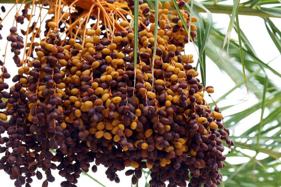 Tropical fruit tenerife spain