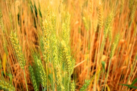 Agriculture field grain photo