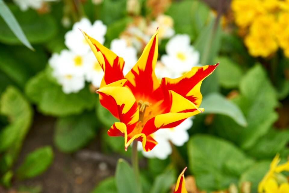 Tulip spring orange nature