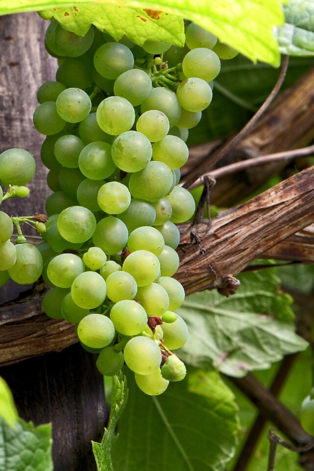 Vine wine fruit