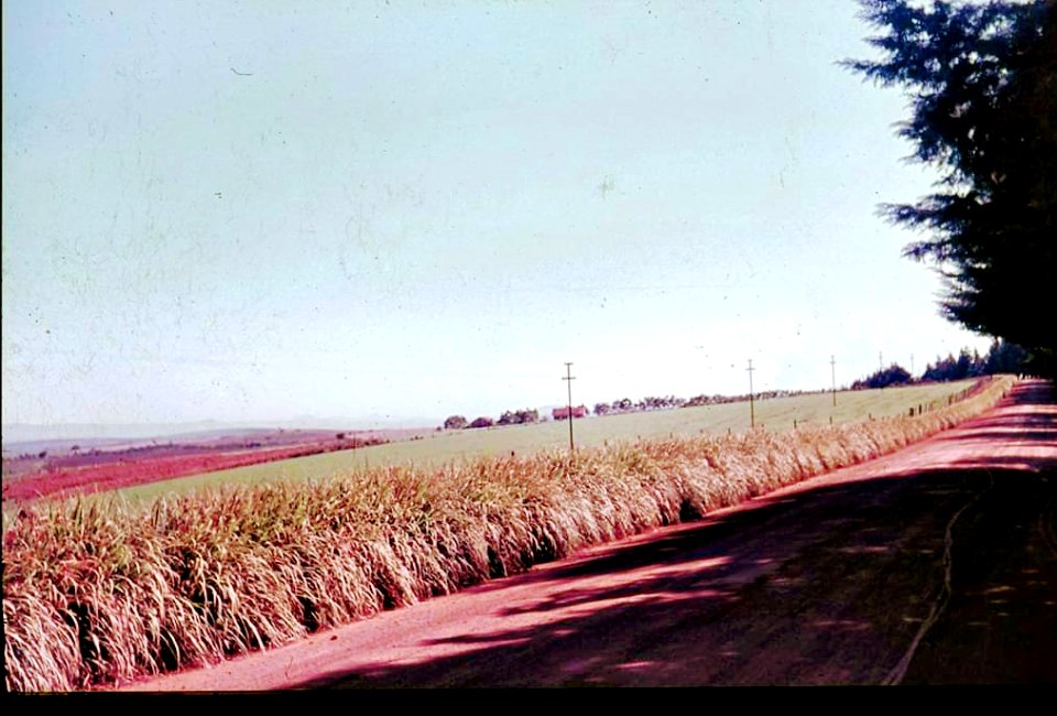 Estrada Colônia de Holandeses de Monte Alegre, Paraná