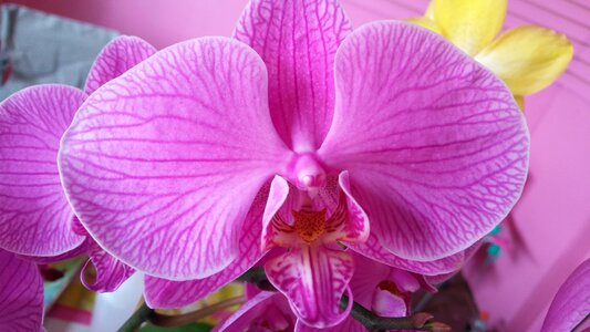 Bloom flower phalaenopsis photo