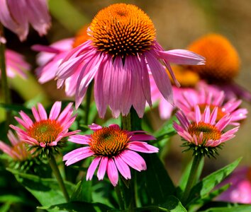 Garden landscape beauty