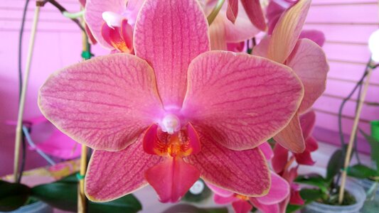 Bloom flower phalaenopsis photo