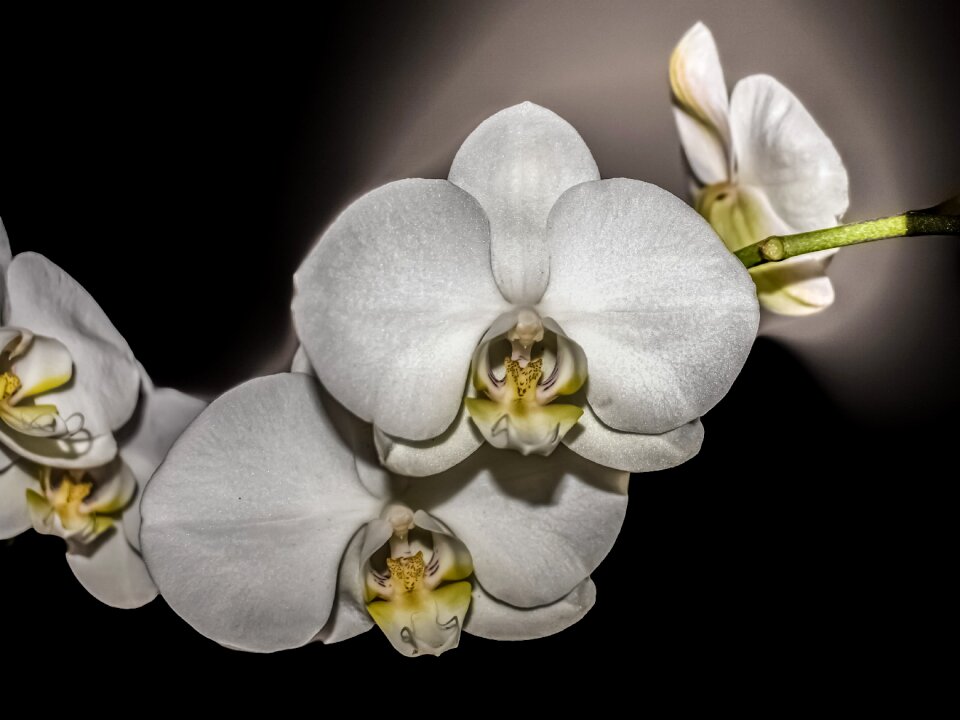 Petal bright elegant