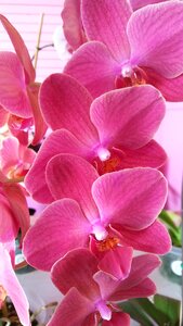 Blooms flower phalaenopsis photo