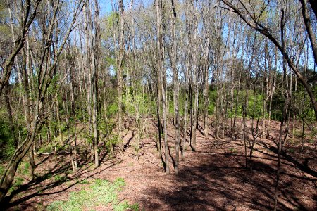 Etowah Indian Mounds - Borrow Pit overlook, April 2017