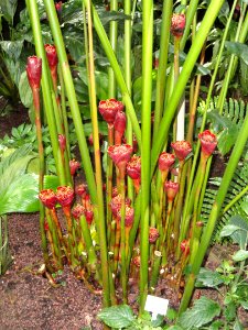 Etlingera fulgens - Palmengarten Frankfurt - DSC01838