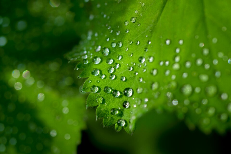 Fresh water drop wet photo