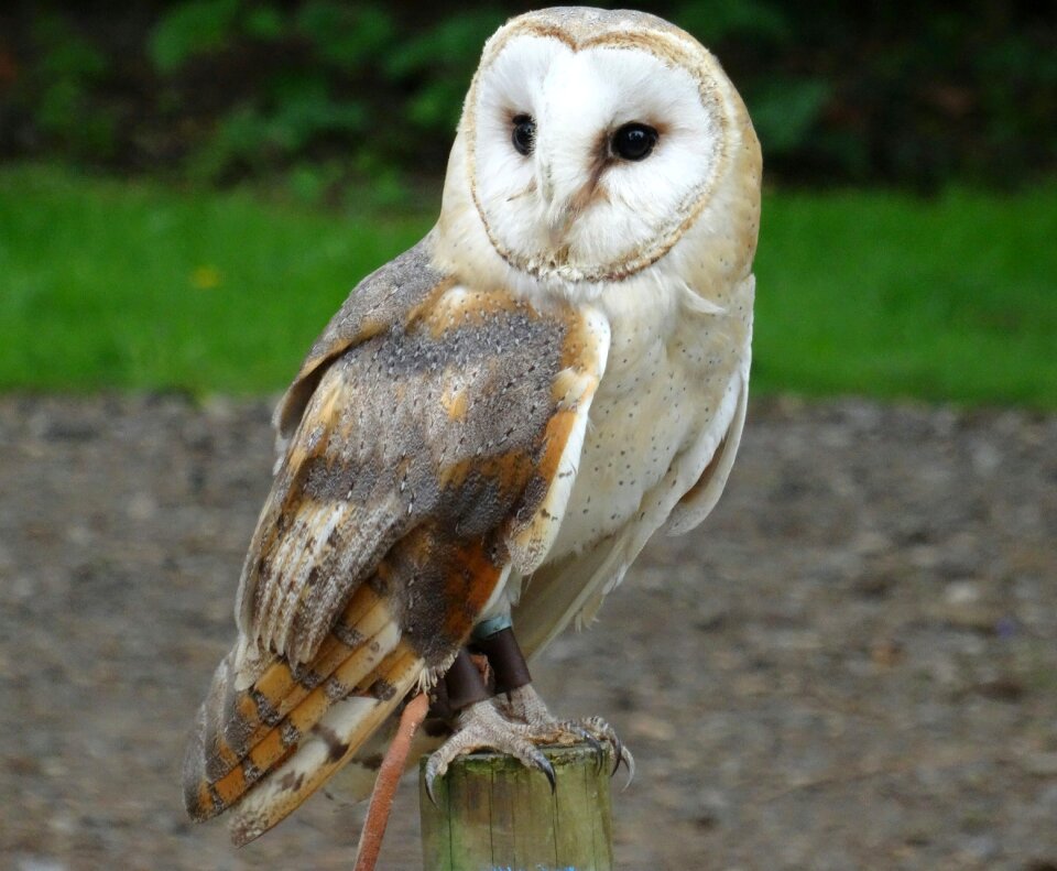 York wildlife park bird of prey outdoor