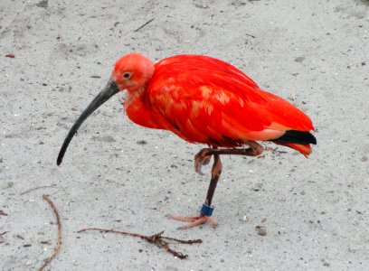 Eudocimus ruber - Copenhagen Zoo - DSC08953