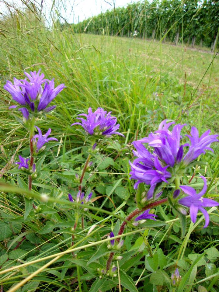 Estialesq (Pyr-Atl, Fr) paysage aux fleurs des champs