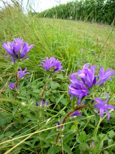 Estialesq (Pyr-Atl, Fr) paysage aux fleurs des champs