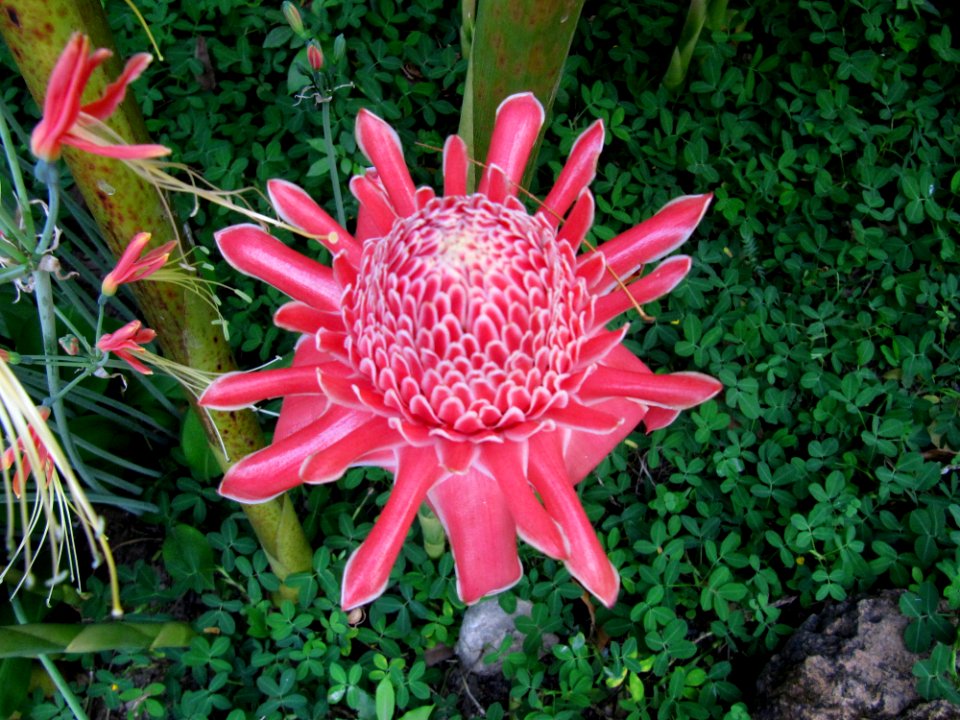 Etlingera du jardin Thailande