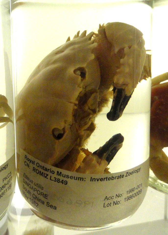 Etisus utilis - Royal Ontario Museum - DSC00186