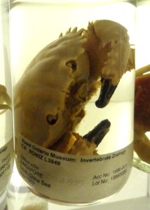 Etisus utilis - Royal Ontario Museum - DSC00186