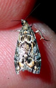 Eudonia minualis 55573597