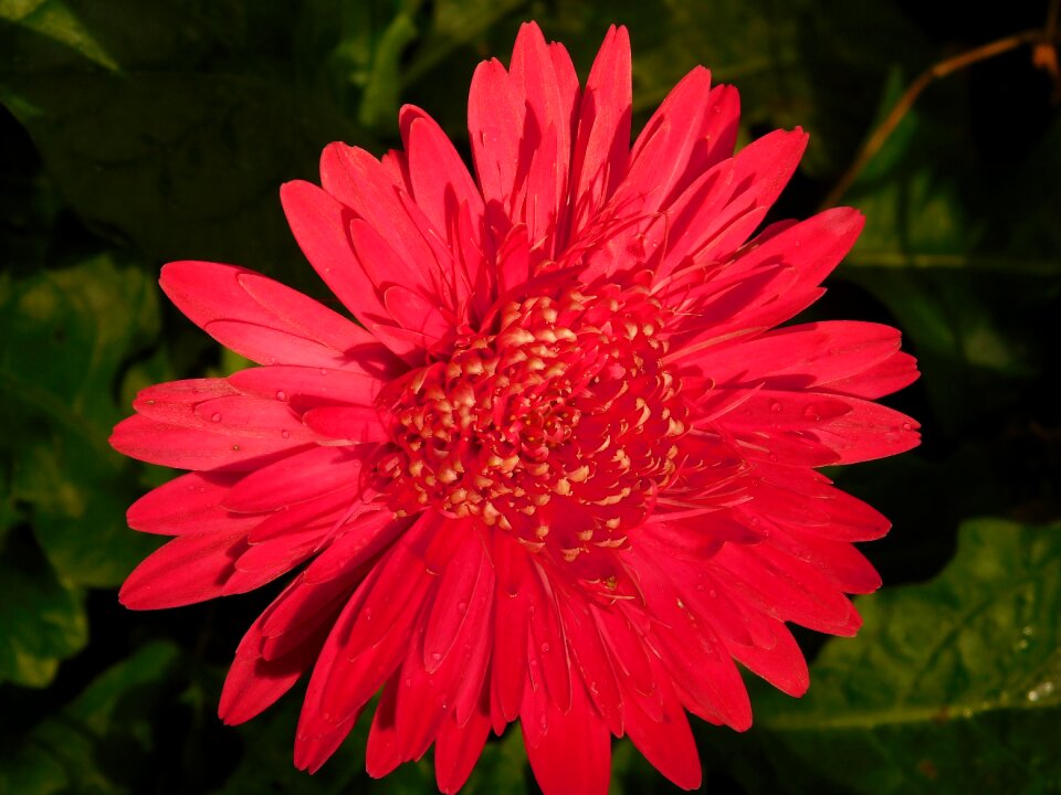 Nature petals spring