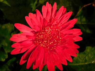 Nature petals spring