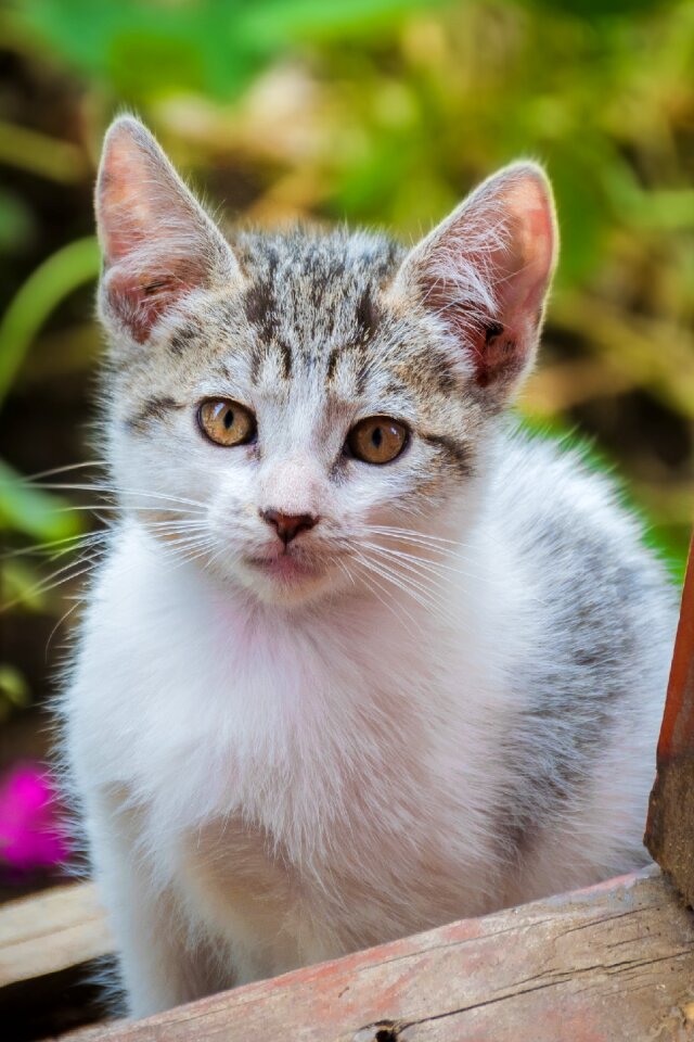 Gata animal pets