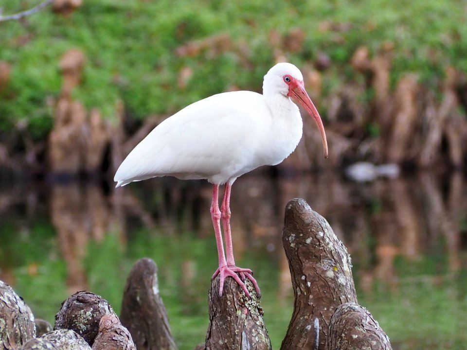 Eudocimus albus 108650906