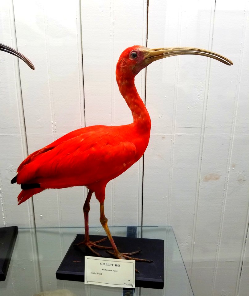 Eudocimus ruber - Pember Library and Museum - Granville, New York - 20180224 143111