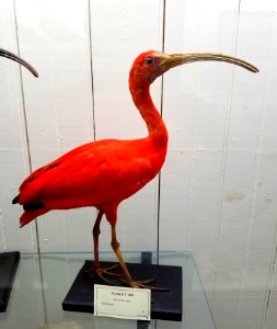 Eudocimus ruber - Pember Library and Museum - Granville, New York - 20180224 143111