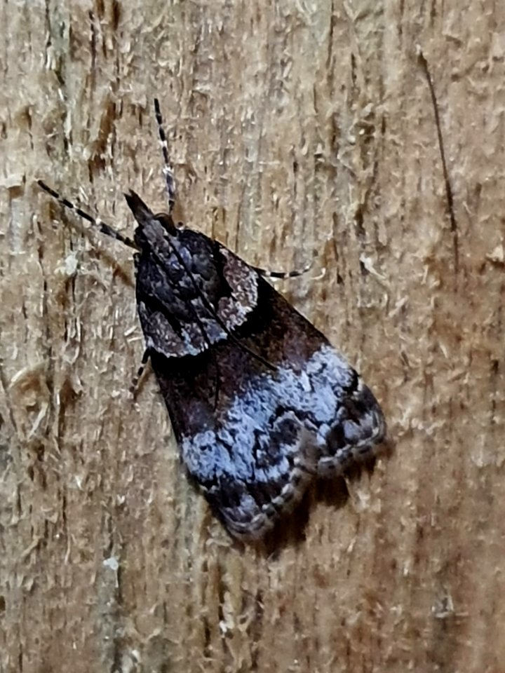 Eudonia colpota 58070646