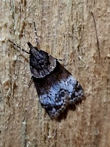Eudonia colpota 58070646