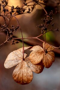 Nature autumn flowers plant