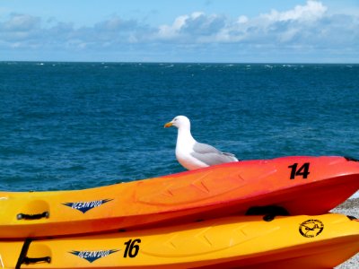 Etretat seagull and canoes photo