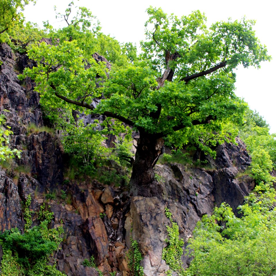 Eulenfelsen ARB7367