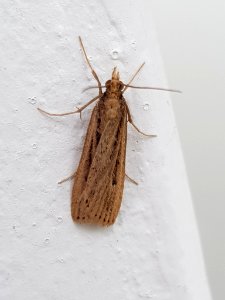 Eudonia sabulosella by Siobhan Leachman
