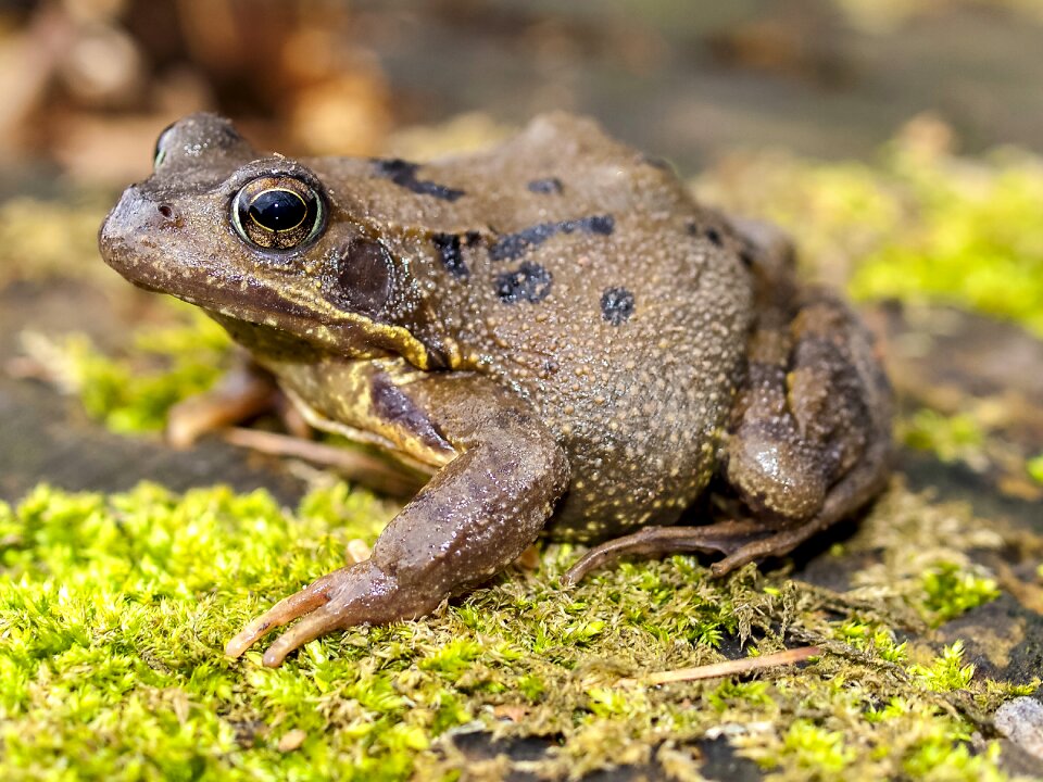 Amphibians nature animal