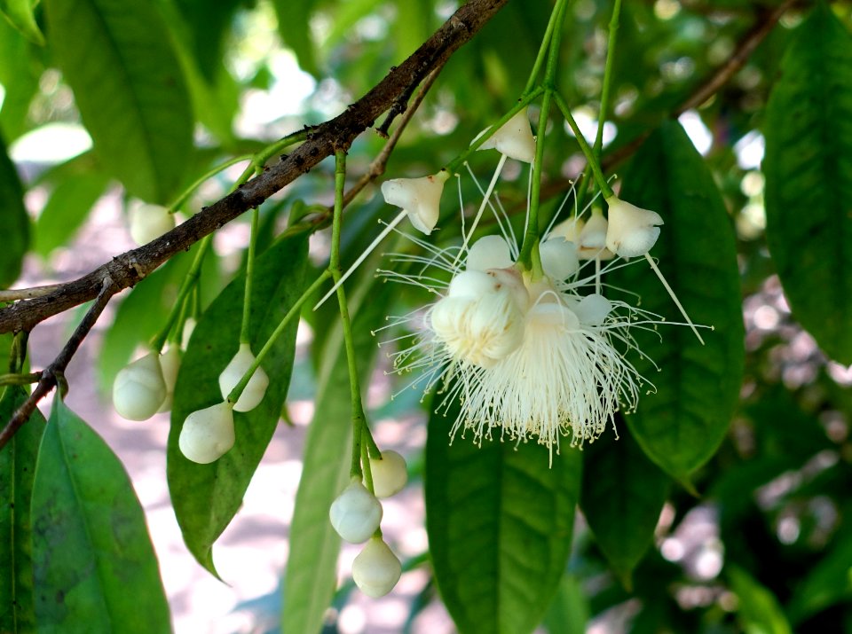 Eugenia victoriana - Fruit and Spice Park - Homestead, Florida - DSC08892