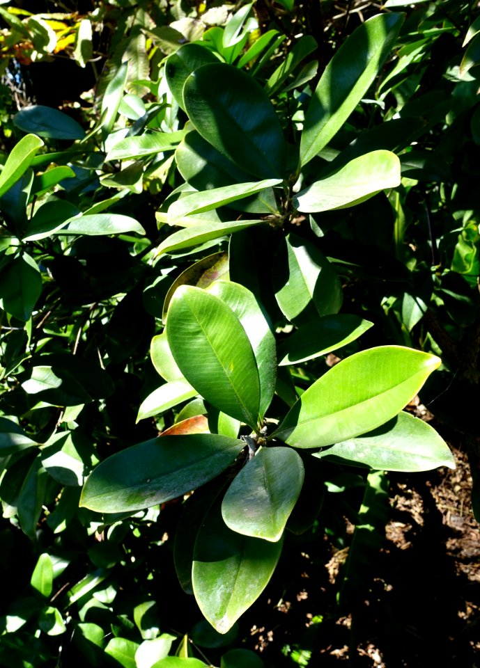 Eugenia brasiliensis - Naples Botanical Garden - Naples, Florida - DSC09598
