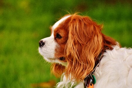 Pet animal fur photo