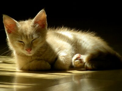 Red feline sunlight