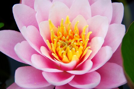 Pink yellow pestle photo