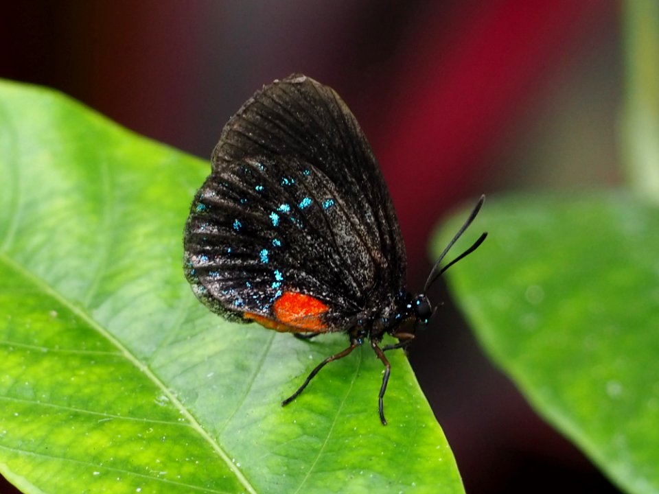 Eumaeus atala