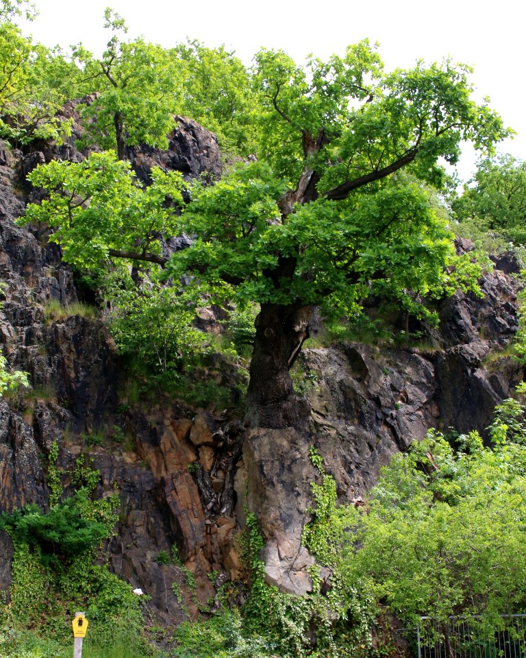 Eulenfelsen ARB7344