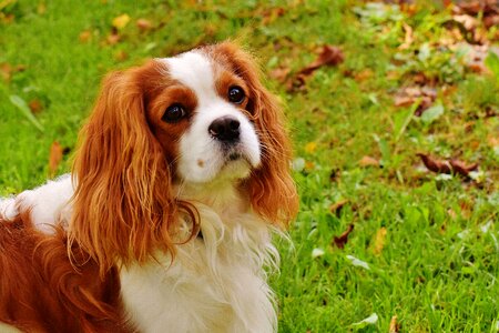 Pet animal fur