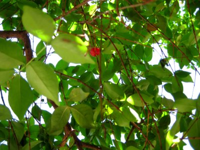 Eugenia Uniflora