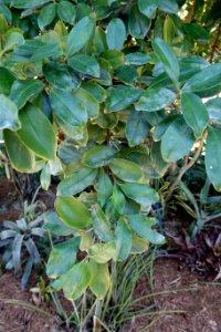 Eugenia brasiliensis - Naples Botanical Garden - Naples, Florida - DSC09653