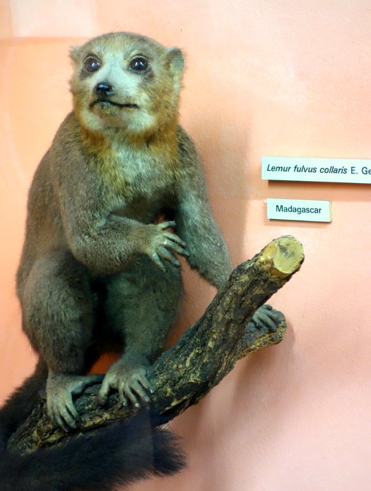 Eulemur fulvus - Museo Civico di Storia Naturale Giacomo Doria - Genoa, Italy - DSC02532