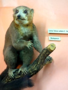 Eulemur fulvus - Museo Civico di Storia Naturale Giacomo Doria - Genoa, Italy - DSC02532