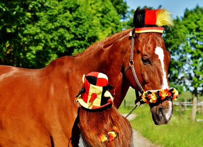 Germany horse girl
