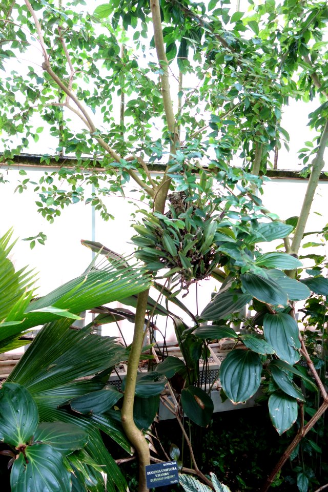 Eugenia uniflora 'Chamba' - Conservatory of Flowers - San Francisco, CA - DSC03122